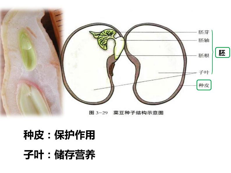 初中生物冀少版 七年级上册 1.3.6 双子叶植物（被子植物）  课件第5页