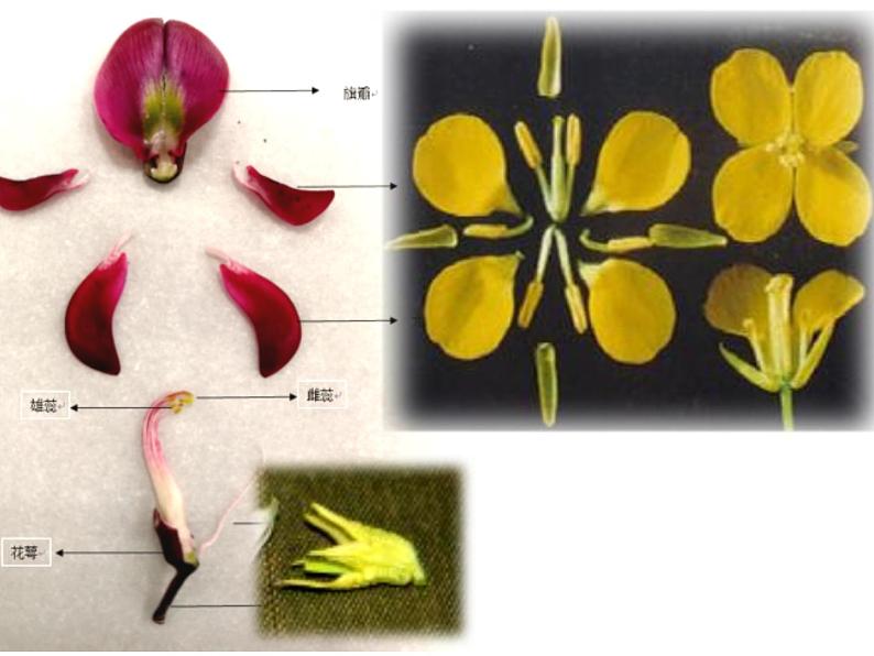 初中生物冀少版 七年级上册 1.3.6 双子叶植物（被子植物）  课件06