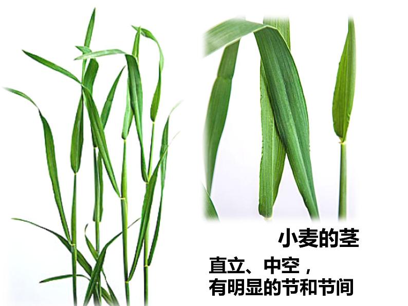 初中生物冀少版 七年级上册 1.3.6 被子植物 单子叶植物 课件03