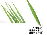 初中生物冀少版 七年級上冊 1.3.6 被子植物 單子葉植物 課件