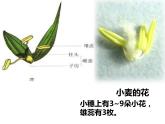 初中生物冀少版 七年级上册 1.3.6 被子植物 单子叶植物 课件