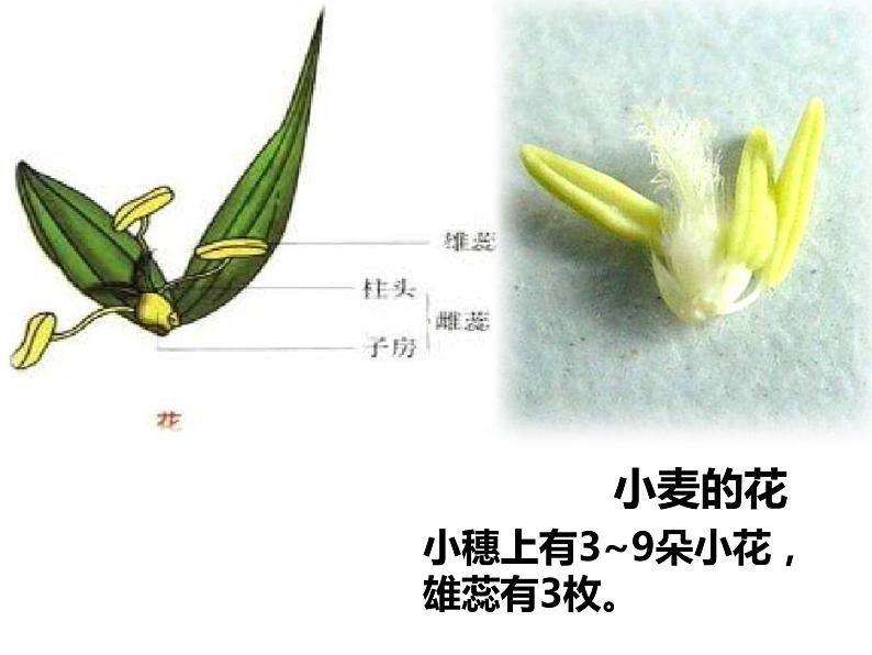 初中生物冀少版 七年级上册 1.3.6 被子植物 单子叶植物 课件05