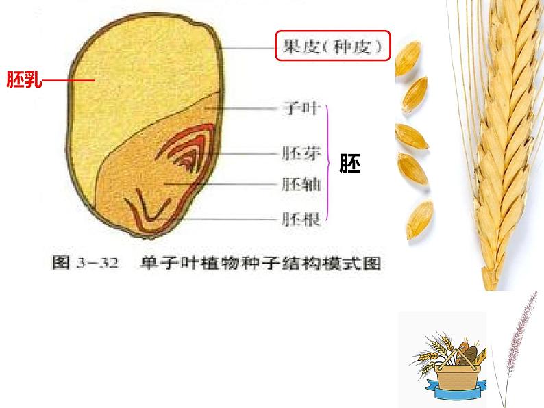 初中生物冀少版 七年级上册 1.3.6 被子植物 单子叶植物 课件08