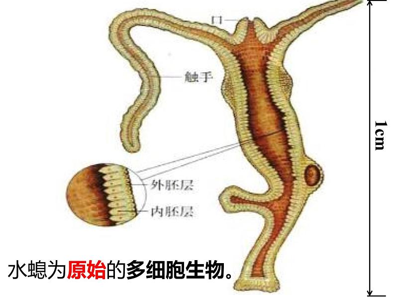 初中生物冀少版 七年级上册 1.4.2 腔肠动物和扁形动物 课件03