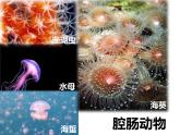 初中生物冀少版 七年级上册 1.4.2 腔肠动物和扁形动物 课件