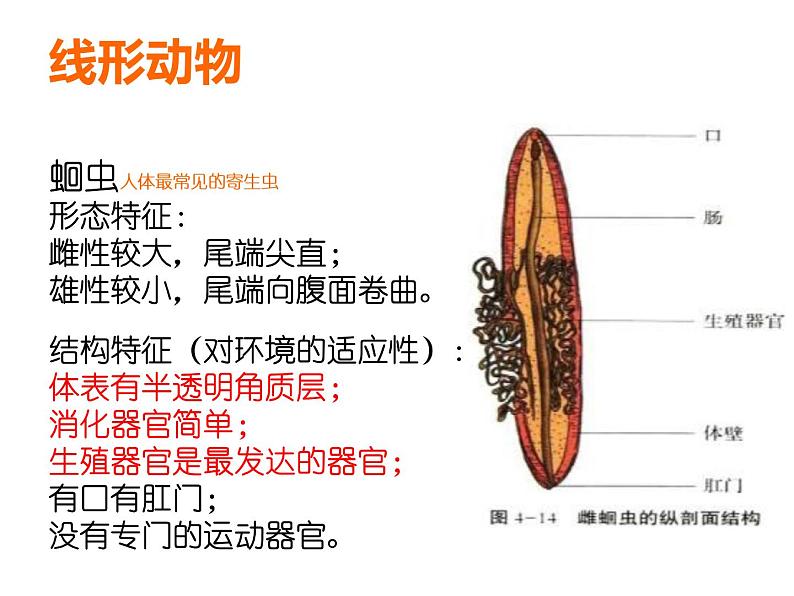 初中生物冀少版 七年级上册 1.4.3 线形动物和环节动物 课件第7页