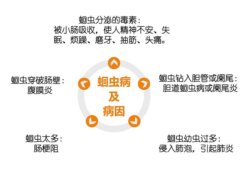 初中生物冀少版 七年级上册 1.4.3 线形动物和环节动物 课件第8页