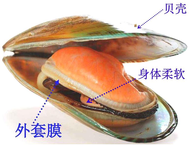 初中生物冀少版 七年级上册 1.4.4 软体动物 课件05