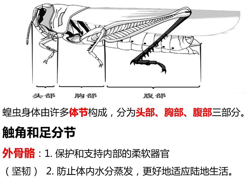 初中生物冀少版 七年级上册 1.4.5 节肢动物 课件第2页