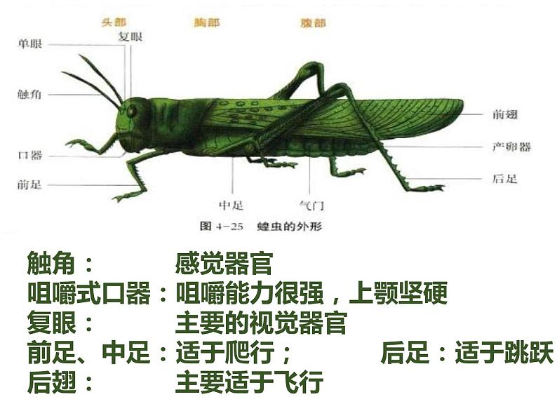 初中生物冀少版 七年级上册 1.4.5 节肢动物 课件第3页