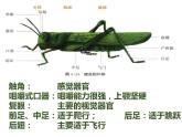 初中生物冀少版 七年级上册 1.4.5 节肢动物 课件