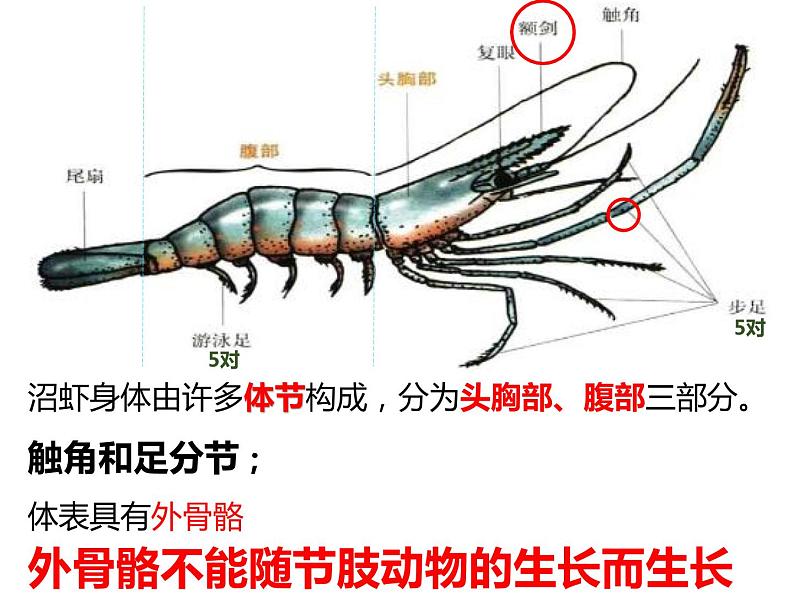 初中生物冀少版 七年级上册 1.4.5 节肢动物 课件第5页