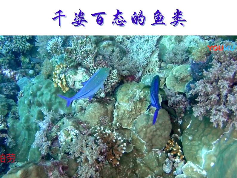 初中生物冀少版 七年级上册 1.4.6 鱼类 课件01