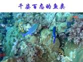 初中生物冀少版 七年级上册 1.4.6 鱼类 课件