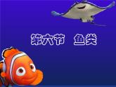 初中生物冀少版 七年级上册 1.4.6 鱼类 课件