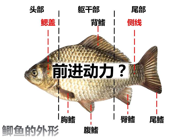 初中生物冀少版 七年级上册 1.4.6 鱼类 课件06