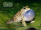 初中生物冀少版 七年级上册 1.4.7 两栖类和爬行类 课件