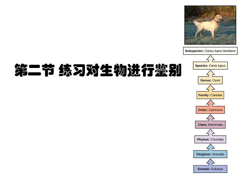 初中生物冀少版 七年级上册 1.5.2 练习对生物进行鉴别 课件第1页