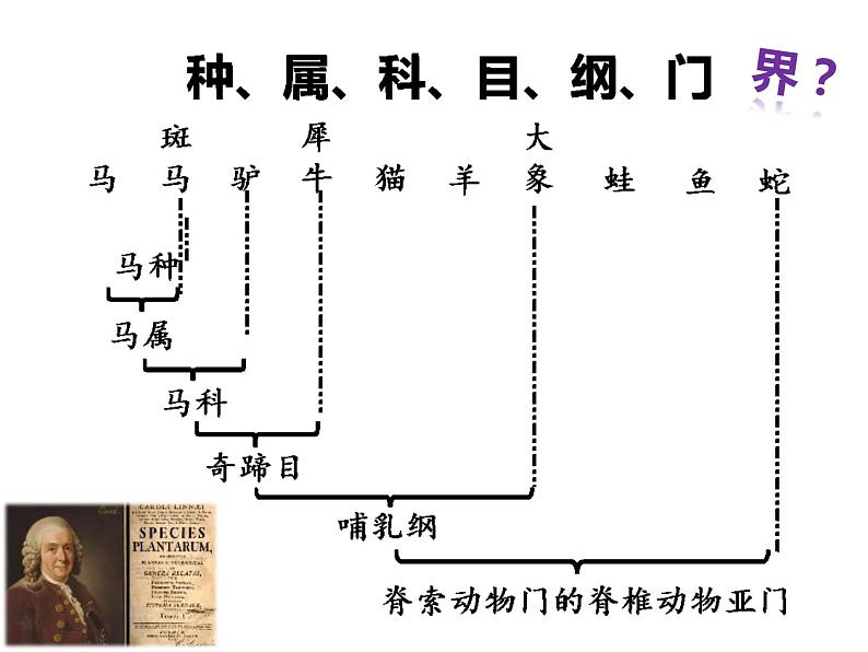 初中生物冀少版 七年级上册 1.5.2 练习对生物进行鉴别 课件第6页