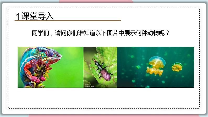 5.1.1 腔肠动物和扁形动物 课件 初中生物人教版八年级上册03