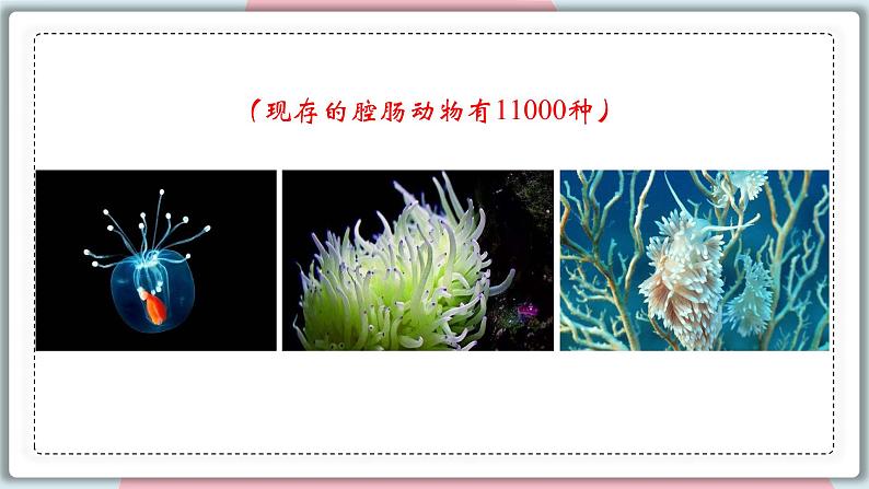 5.1.1 腔肠动物和扁形动物 课件 初中生物人教版八年级上册05