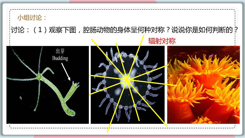 5.1.1 腔肠动物和扁形动物 课件 初中生物人教版八年级上册06