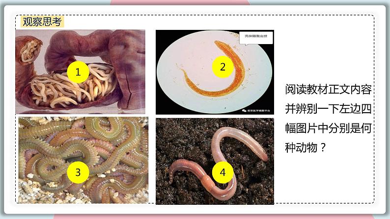 5.1.2 线形动物和环节动物 课件 初中生物人教版八年级上册第6页