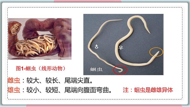 5.1.2 线形动物和环节动物 课件 初中生物人教版八年级上册第7页