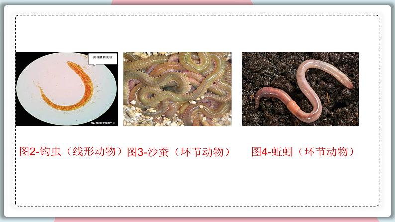 5.1.2 线形动物和环节动物 课件 初中生物人教版八年级上册第8页