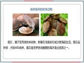 5.1.3 软体动物和节肢动物 课件 初中生物人教版八年级上册