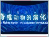5.1.4 鱼 课件 初中生物人教版八年级上册