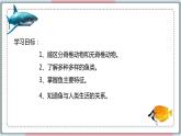 5.1.4 鱼 课件 初中生物人教版八年级上册
