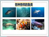 5.1.4 鱼 课件 初中生物人教版八年级上册