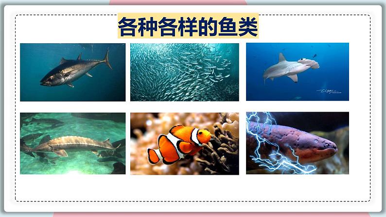 5.1.4 鱼 课件 初中生物人教版八年级上册05