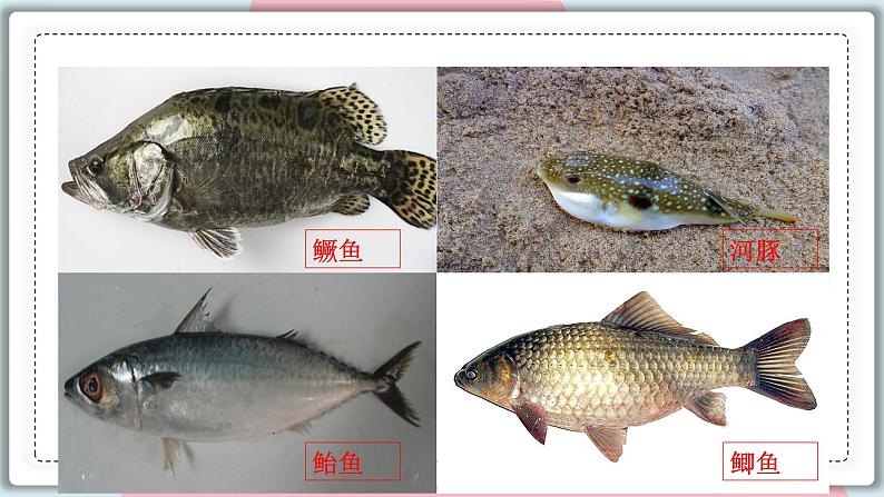 5.1.4 鱼 课件 初中生物人教版八年级上册06