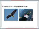5.1.6 鸟 课件 初中生物人教版八年级上册