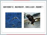 5.1.6 鸟 课件 初中生物人教版八年级上册