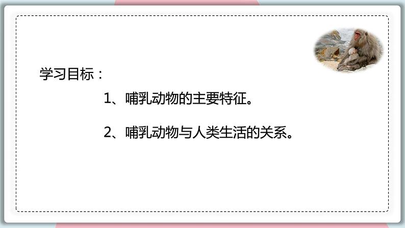 5.1.7 哺乳动物 课件 初中生物人教版八年级上册02