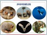 5.1.7 哺乳动物 课件 初中生物人教版八年级上册