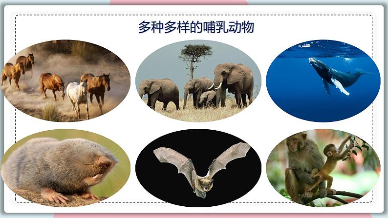 5.1.7 哺乳动物 课件 初中生物人教版八年级上册04