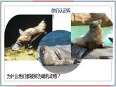 5.1.7 哺乳动物 课件 初中生物人教版八年级上册