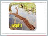 5.2.3 社会行为 课件 初中生物人教版八年级上册
