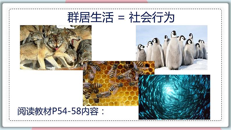 5.2.3 社会行为 课件 初中生物人教版八年级上册第8页