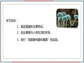 5.4.3 真菌 课件 初中生物人教版八年级上册