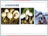 5.4.3 真菌 课件 初中生物人教版八年级上册
