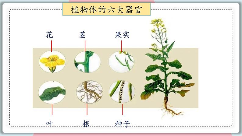 6.1.1 尝试对生物进行分类 课件 初中生物人教版八年级上册08