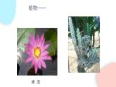 1.1.1 生物的特征  課件 初中生物人教版七年級上冊