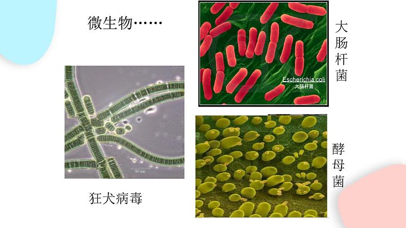 1.1.1 生物的特征  课件 初中生物人教版七年级上册06