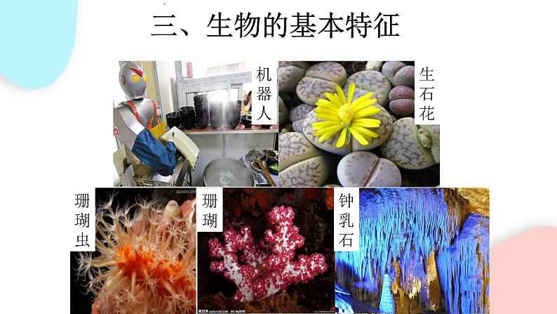 1.1.1 生物的特征  课件 初中生物人教版七年级上册08