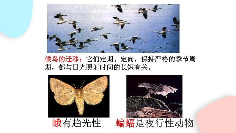 1.2.1 生物与环境的关系  课件 初中生物人教版七年级上册06